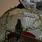 ببغاء درة هندي حجم جامبو