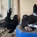 حمام كرنقو ملكي