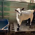 للبيع تيس عماني