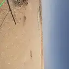 عقوم شرق الرياض للبيع