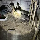 بط بلدي