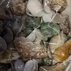 تشكيلة قواقع جميله لتزين حوض السمك