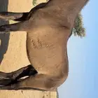 بوني هادي جدآ