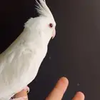 كروان فالو ذكر اليف
