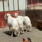 فحل غنم ضان صنف الصنف