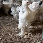 للبيع صوص براهما كولمبي