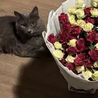 قط شيرازي