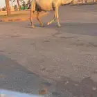 عشرا معها بكره