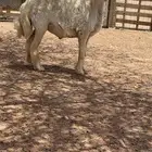 خروف فحل حري مشروط