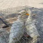 بطتين ذكر وانثى الحد110