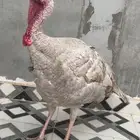 ديك رومي مع 2 ديك بلدي مهجن مع براهما