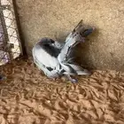 جوز فانتيل خوارج بولده ( رقاصي هولندي)