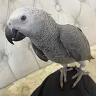 فرخ كاسكو عمر 4 شهور تقريبا