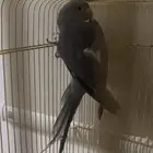 دره رصاصي