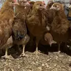 دجاج فرنسي احمر بيور العمر 3 شهور