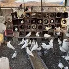 حمام طيب ومشروط