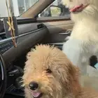 كلاب للبيع ذكر بودل و ذكر شيتزو و انثى مالتيز