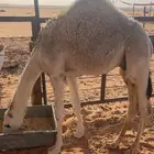 قعود شحم خمس شهور قصب اوض