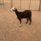 عنز للبيع