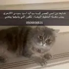 قطة