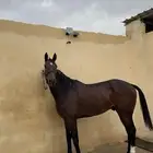 حصان انتاج خط سرعه