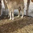 رخله حريه