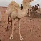 مفرود للبيع