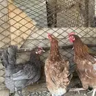 دجاج بلدي ( تم البيع بارك الله للمشتري)