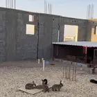 أرانب