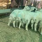 بهم حري كله خرفان