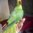 للبيع ببغاء درة اليف جدا وصحته ممتازه