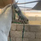 حصان البيع من نوادر شعبيت