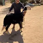 خروف صنف العمر 7 شهور غير مشروط محاولاته طيبه