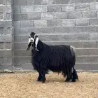 تيس فحل عارضي صنف