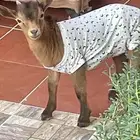 ماعز قرم