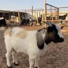 ماعز قزم
