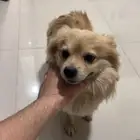 كلب بومرينيان للبيع