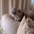 قطة للتبني