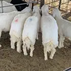ذبايح حريات