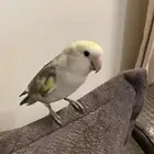 ببغاء الروز