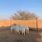 رخال فل شحم