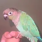 كنيور أليف