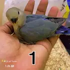 فروخ روز فيها ذكور واناث غر القنفذة - حلي ( تم البيع )