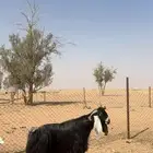 فحل عارضي ( صنف )جبر عظم و مد و مشروط