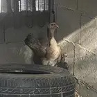 تم البيع