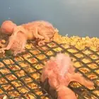 فروخ روز غار