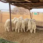 طليان صافي المظيلف دوقه