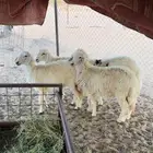 رخال للبيع