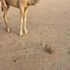 قعود فردي