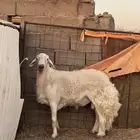 خروف فحل
